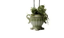 窗边一株蝴蝶兰