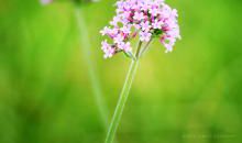 深处那一缕馨香