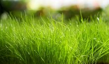 我是一棵无人知道的小草