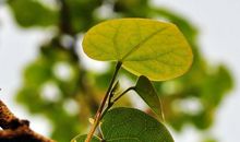 我想变成一片树叶