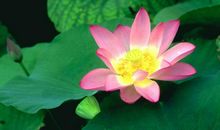 正是荷花盛开时