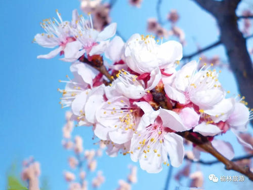梅花是我最美丽的行李箱