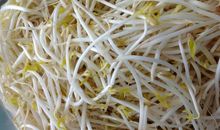 第一次做豆芽菜