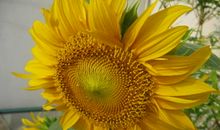 运动是快乐之源