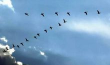 如果大雁会说话