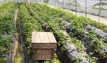 教室里的小蜜蜂