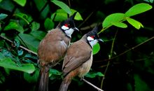 姥姥家的不速之客——红耳鹎