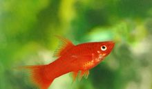 关于金鱼的优秀作文