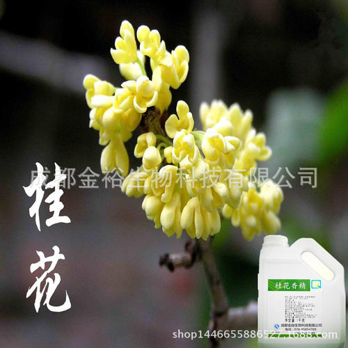 桂花留香