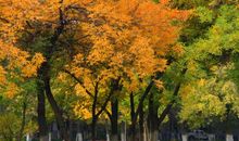 美丽的校园秋色