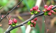 花开一朵也是春