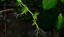 偶遇爬山虎