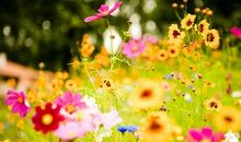 我和植物的故事