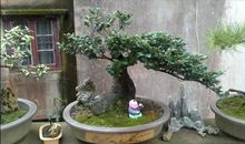 我喜欢的小盆景