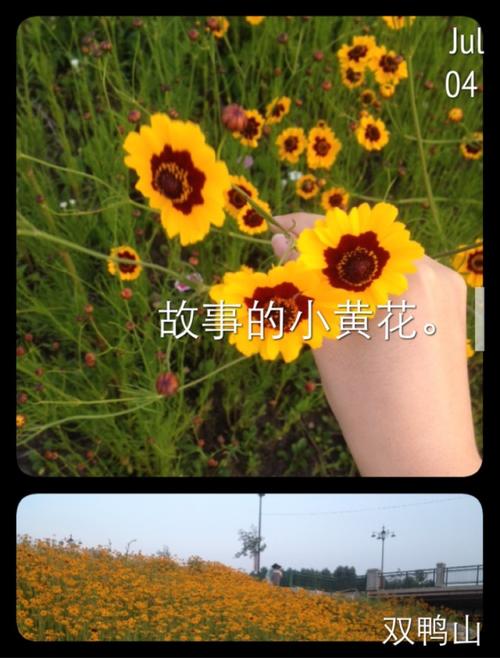 小黄花的故事