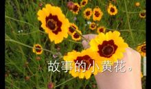 故事的小黄花