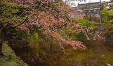 难忘那樱花秘境