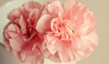 简单温暖的康乃馨