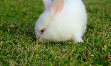 我家有只小兔子