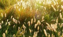 像小草一样生活