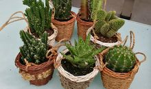 那盆不起眼的仙人掌