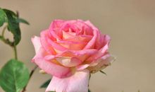 公主和玫瑰花儿