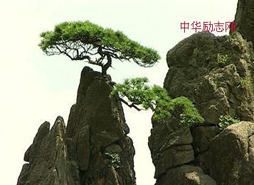 坚韧的白杨树
