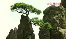 一棵坚韧不拔的白杨