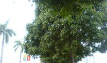 好想回到那棵树下