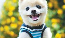 这个动物好可爱