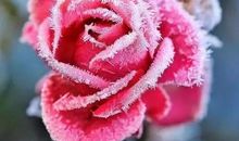 那一朵冬日的花