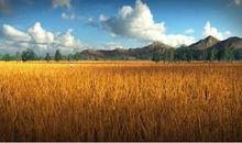 怀恋家乡的味道