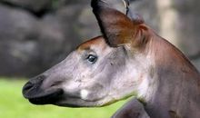 动物不适合上学