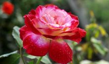 那段开花的日子