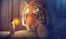 我的“老虎”同学