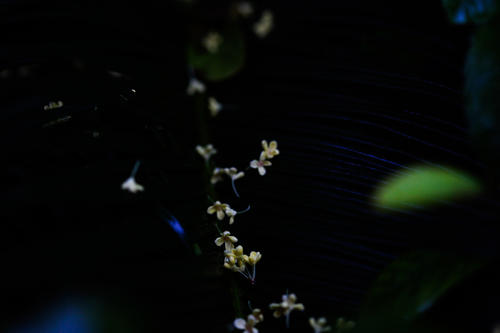 桂花花落，桂花花开