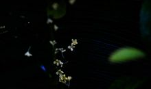 桂花落，桂花开