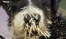 我想有一条小狗