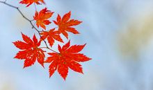 胸前那一抹红色