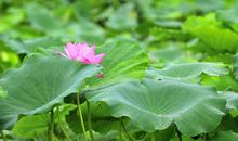 家乡的“朋友”