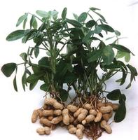 花生名字的由来