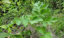 有故事的“小东北”