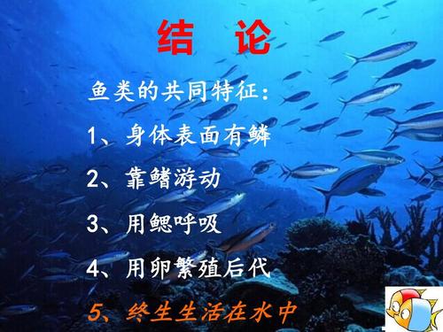 鱼睡觉的秘密