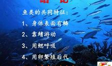 鱼儿睡觉的秘密