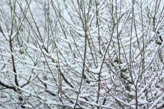 植雪