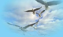 我想变成一只海燕