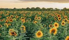 春光里最可爱的人