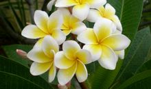 鸡蛋花观察日记