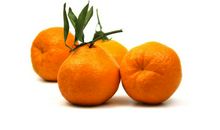 丑橘作文借物喻人