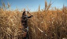 风可以穿过荆棘